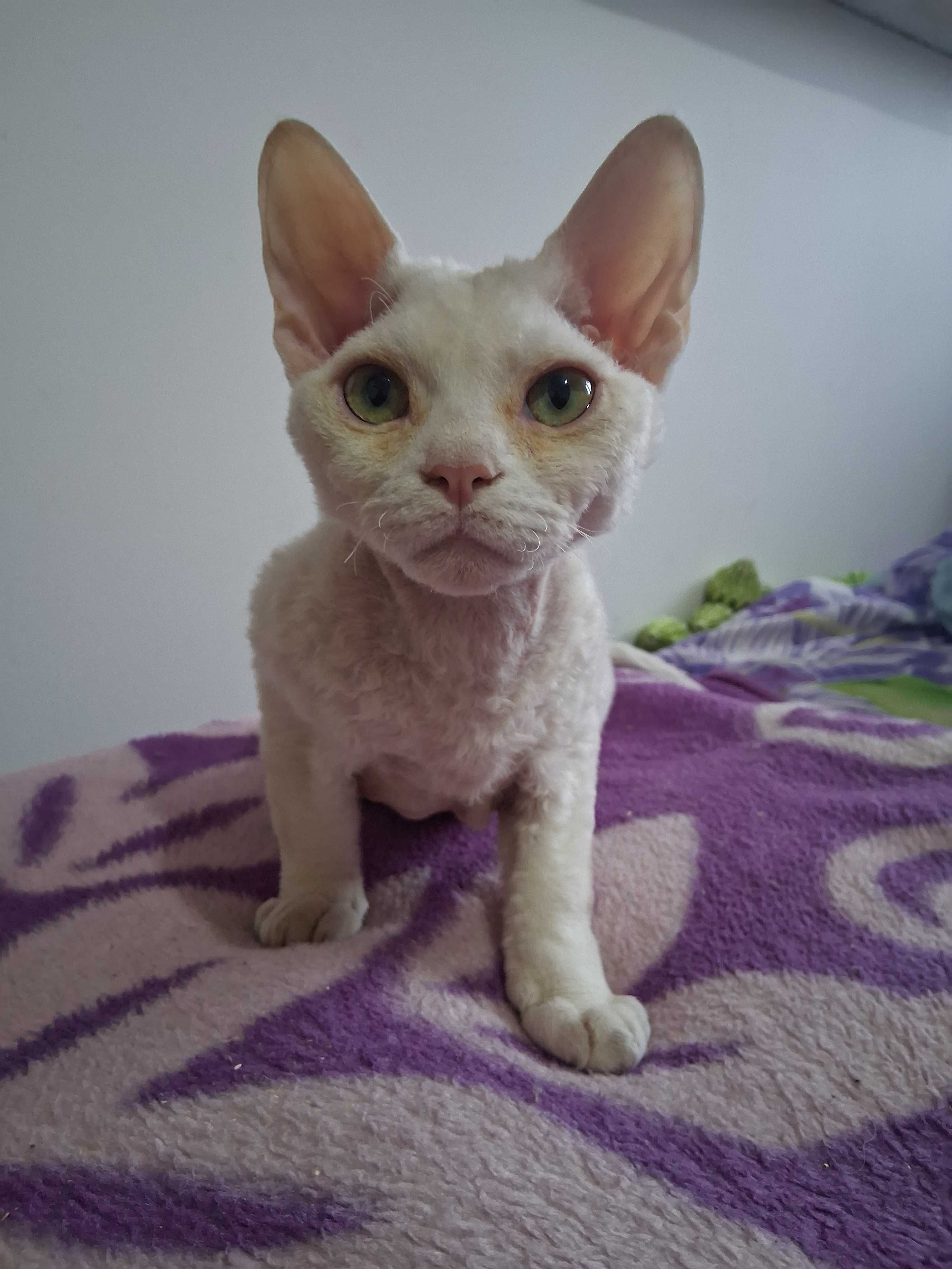 Devon Rex FPL roczny  kocurek