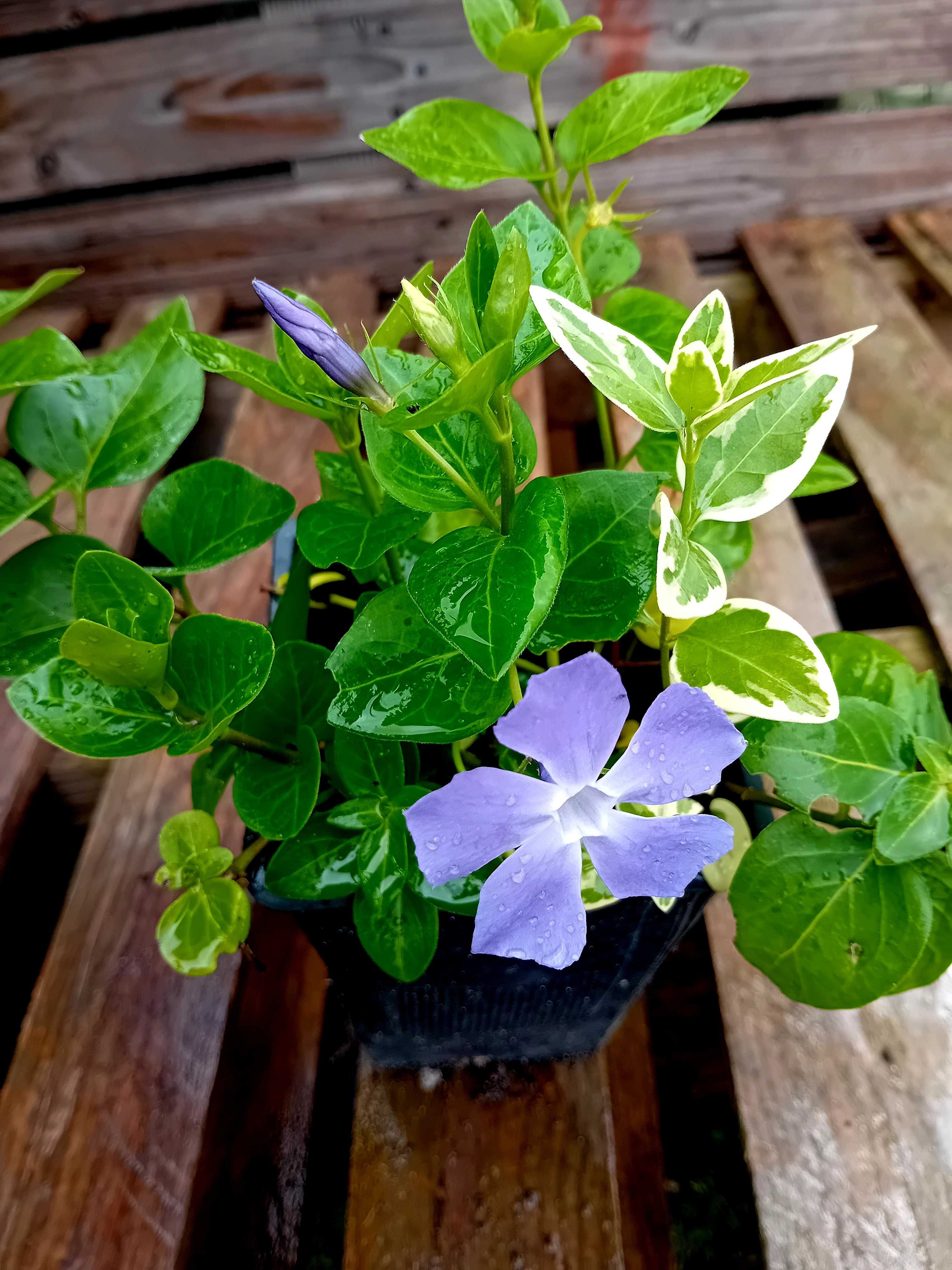 Plantas de Vinca variegada ou nao variegada