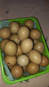 Продам инкубационные яйца фазанов и молодняк Румынских и охотничих