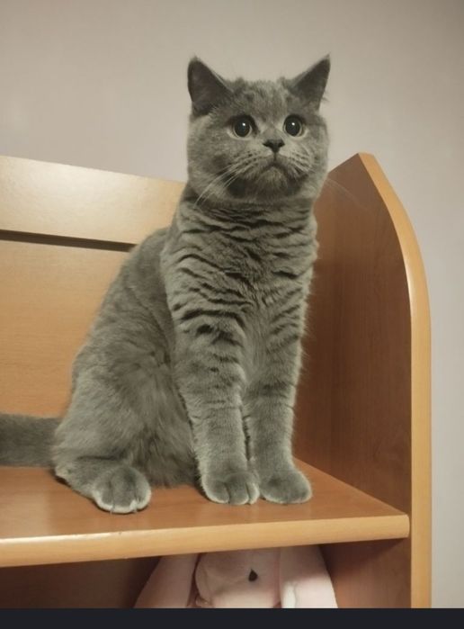 Шотландська дівчинка з прививками