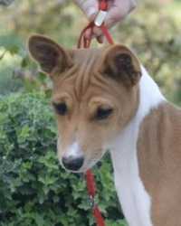 Basenji puppies FCI - UKU for real lovers