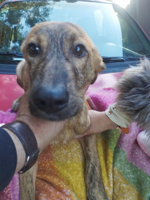 Kevin para adoção muito responsável