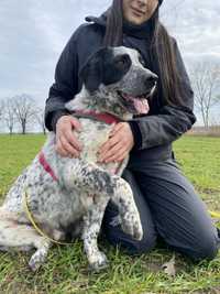 Kochany domowy pies wyżeł dalmatyńczyk labrador golden gończy polski