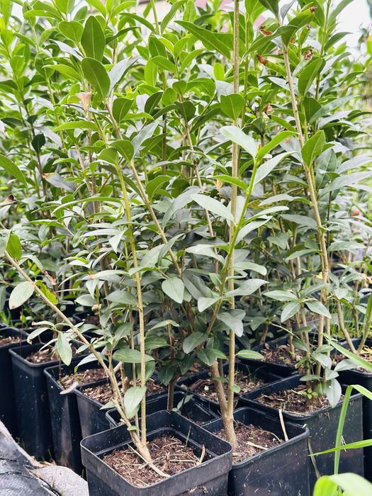 Szybki żywopłot ! Liguster żywopłotowy