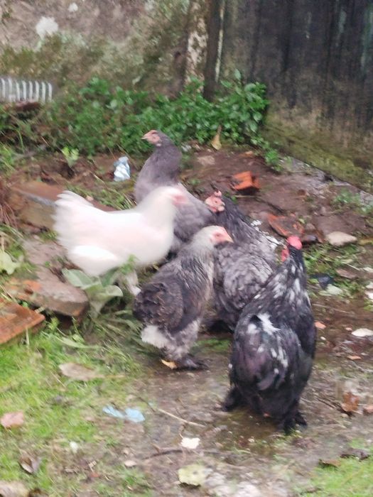 Galo super lindo
Macho muito bonito.
Super meigo e calmo.
Canta muito