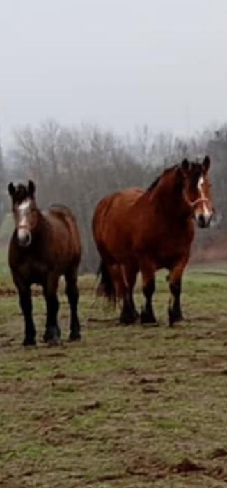 Ogier źrebak zimnokrwisty klacz zimnokrwista