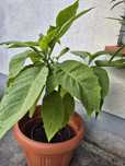 Datura Brugmansia