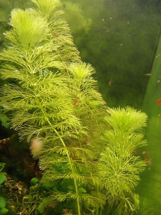 Plantas para Aquário