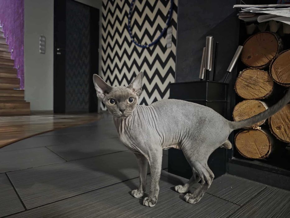 Niebieski kocurek, reproduktor szuka kochającego domu, Devon rex