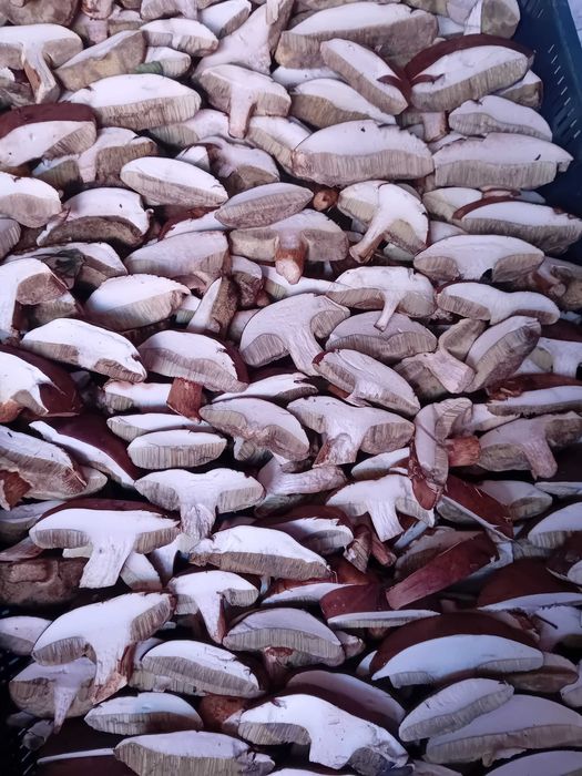 Podgrzybki w całości.