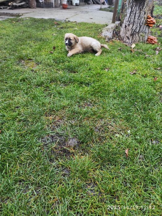 Цуценята 2  місяця