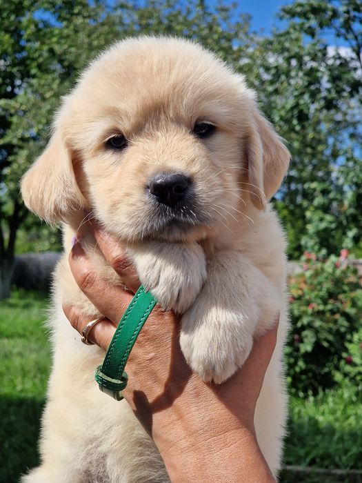 Золотистий ретривер дітвора