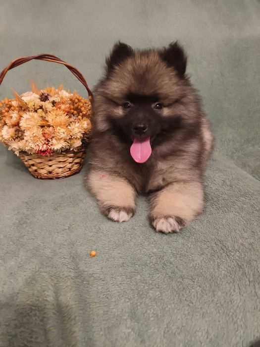 Szpic Wilczy - piesek