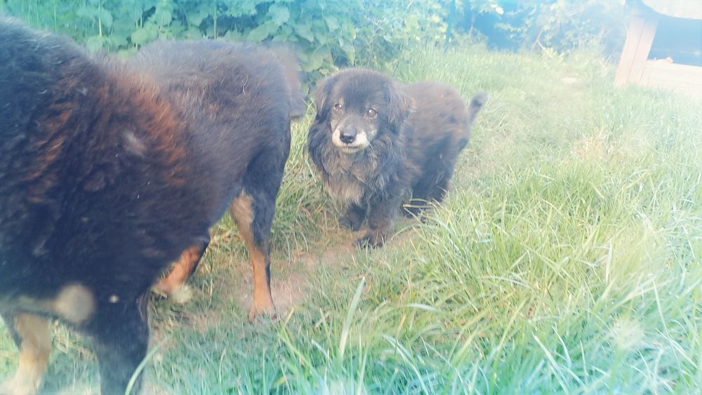 6kg piesio  Misio szuka fajnych człeków