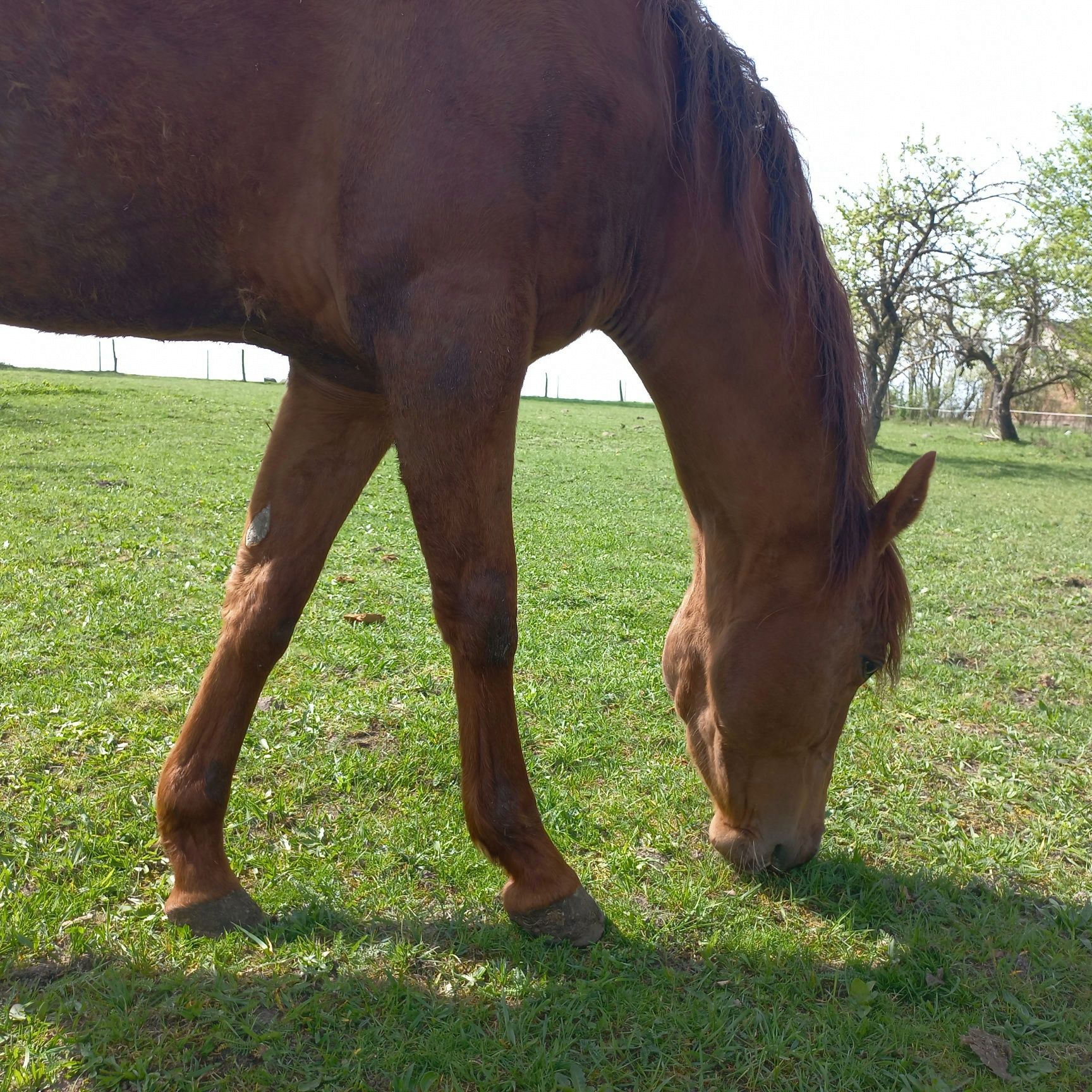 Okazja cenowa! Koń rasy American Quarter Horse AQH 4 letni