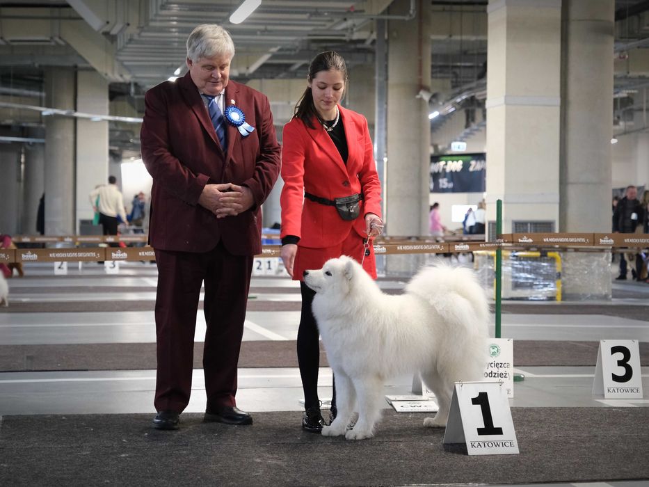 Samoyed ZKwP FCI chłopiec