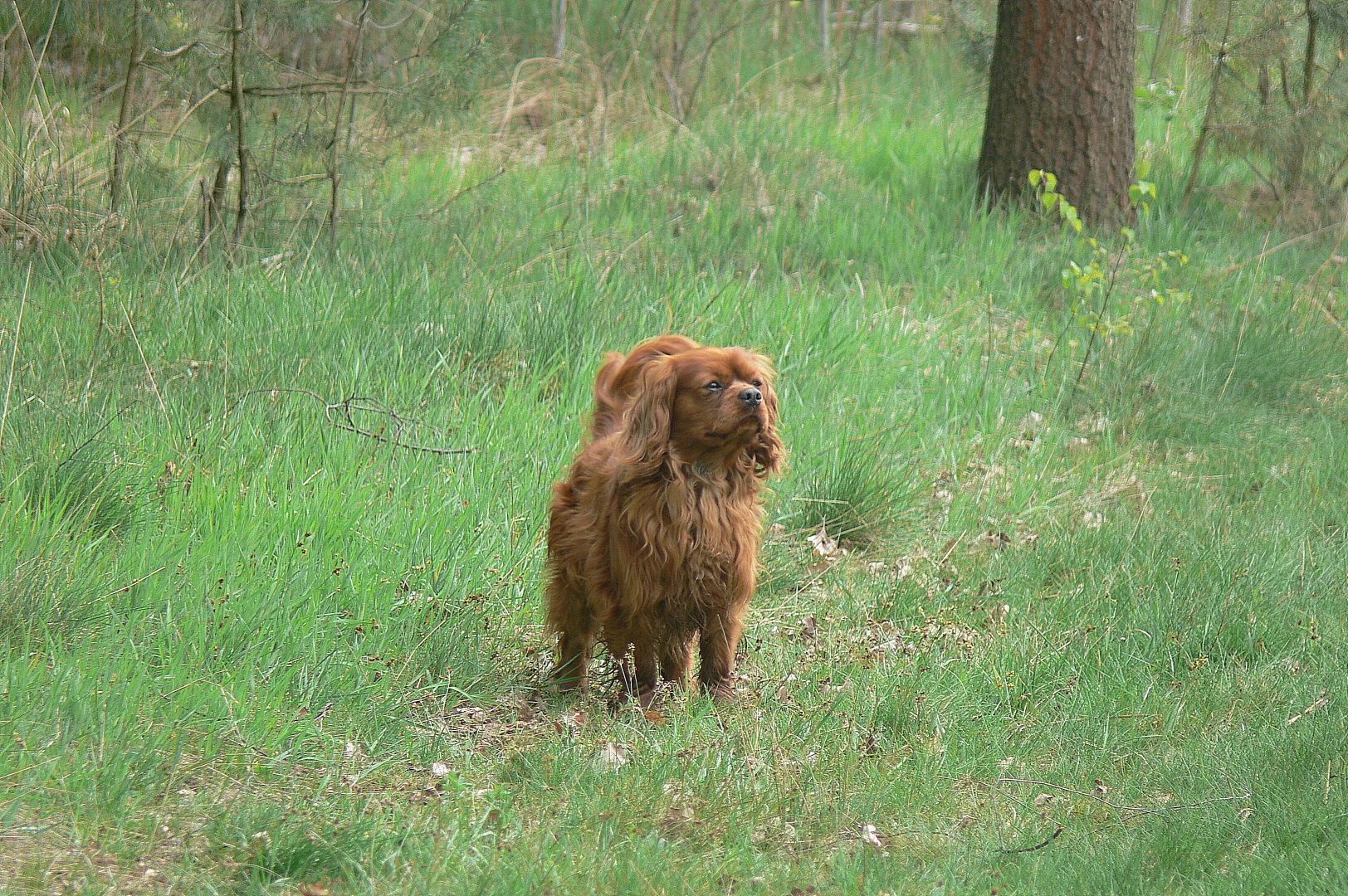 Cavalier King Charles Spaniel chłopak Ruby