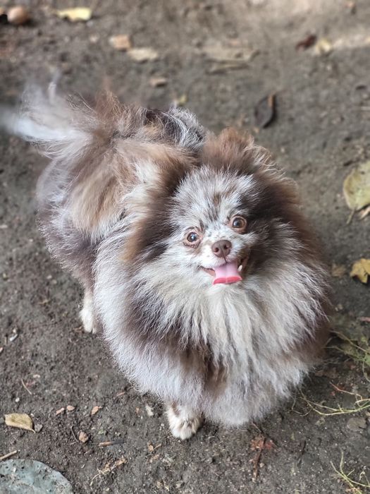 Мальчик Померанского Шпица