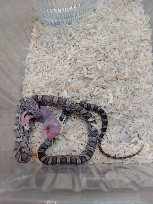 Wąż zbożowy nr 30. Charoal het Amel, SAMICA - ANIMALE