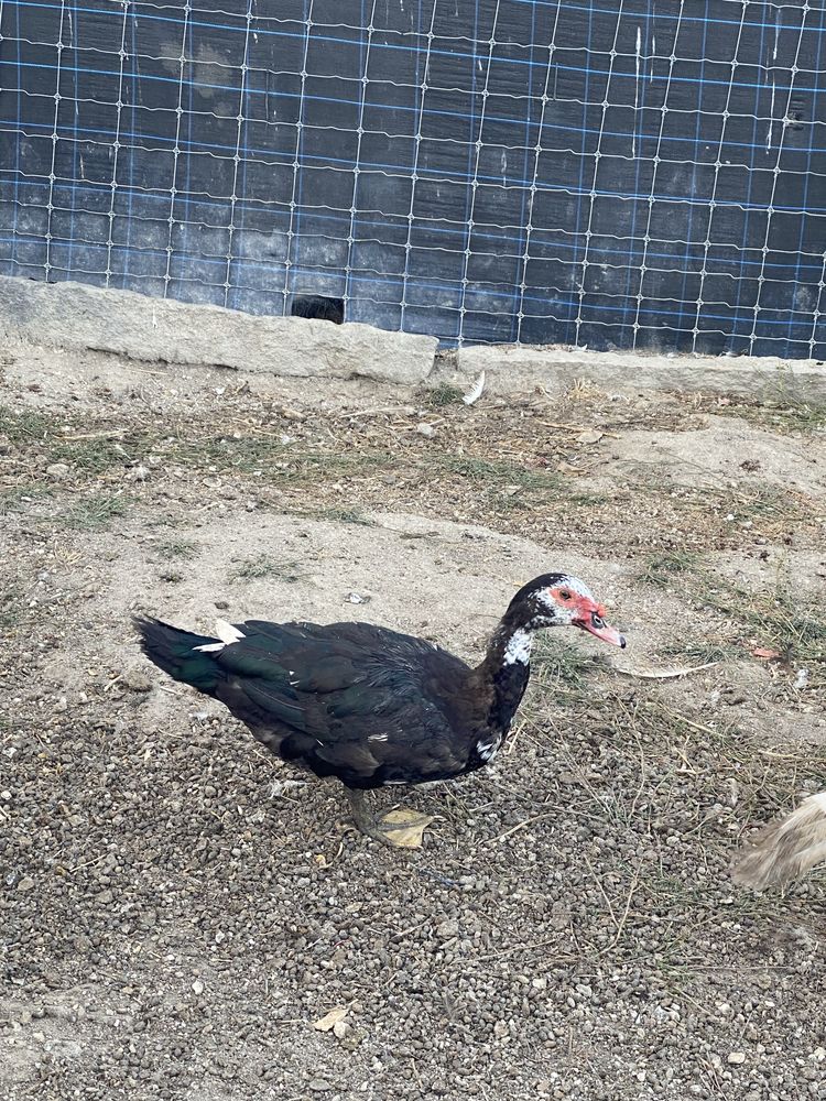 Vendo patos mudos