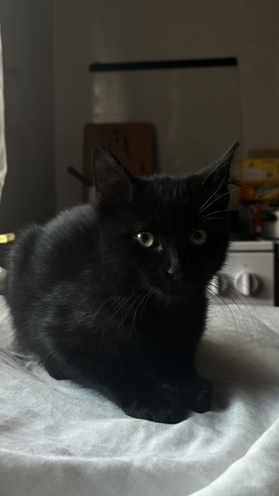 Котята 5 мес. в надежные руки. Черные, черно-белые