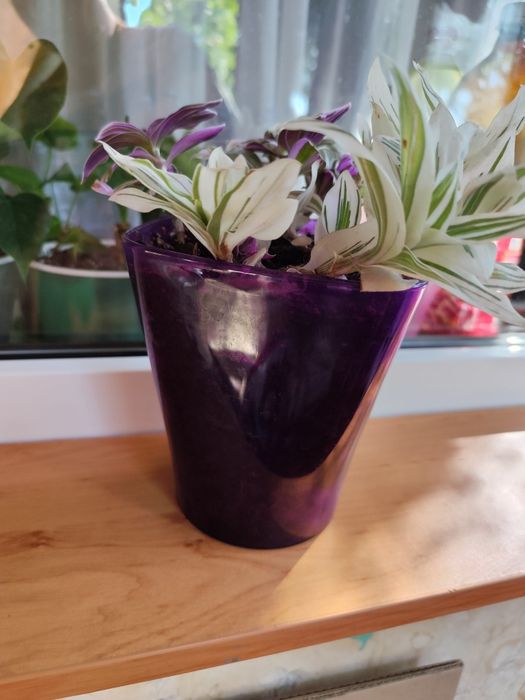 Традесканция (ассорти из трёх видов)