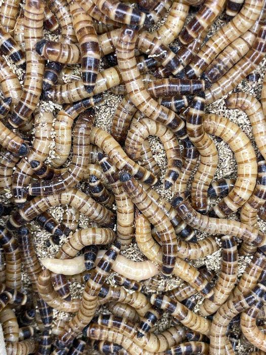 жуки зоофобусы, мучник и насекомые другие с доставкой