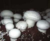 Мицелий шампиньона двуспорого (это такие грибы, какие везде продают)