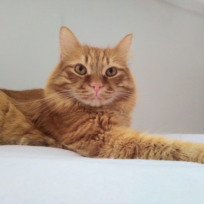 Передержка котика/кошки