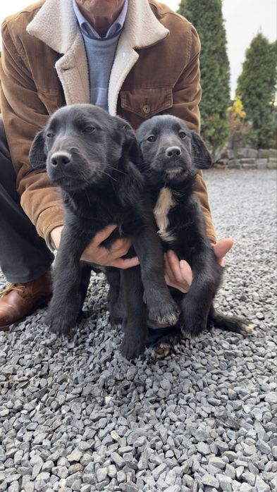 Do oddania dwa psiaki