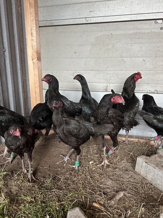 Shamo Tuzo kury ozdobne kogut kura