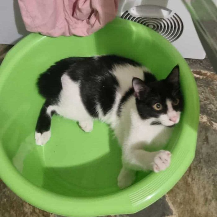 Tazi – kot, który myśli, że jest... wydrą