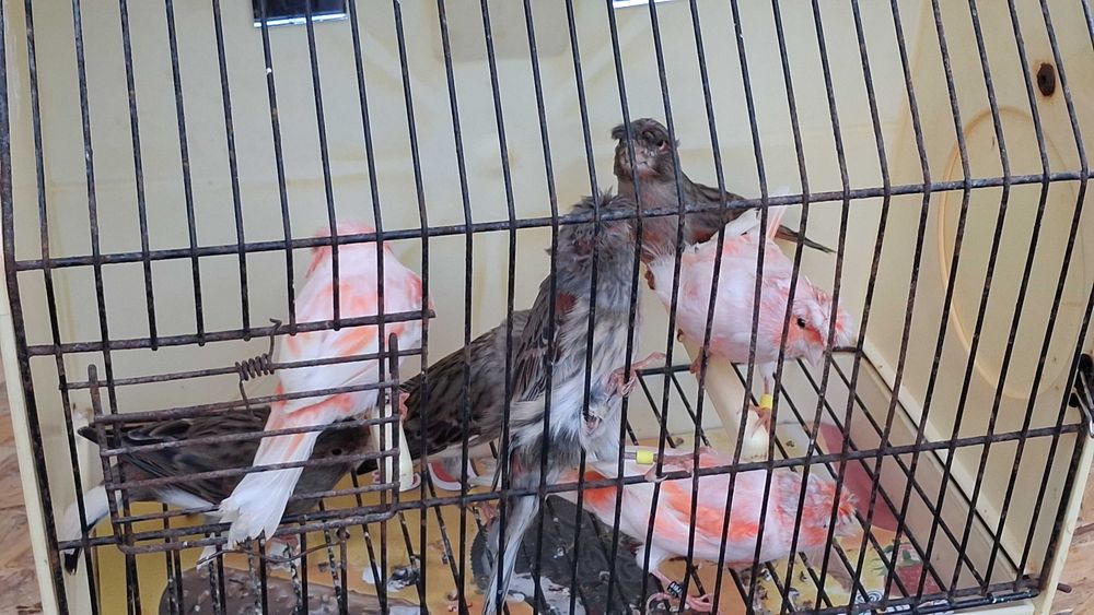 Canários vermelhos, brancos e Arlequins, algumas aves de exposição.