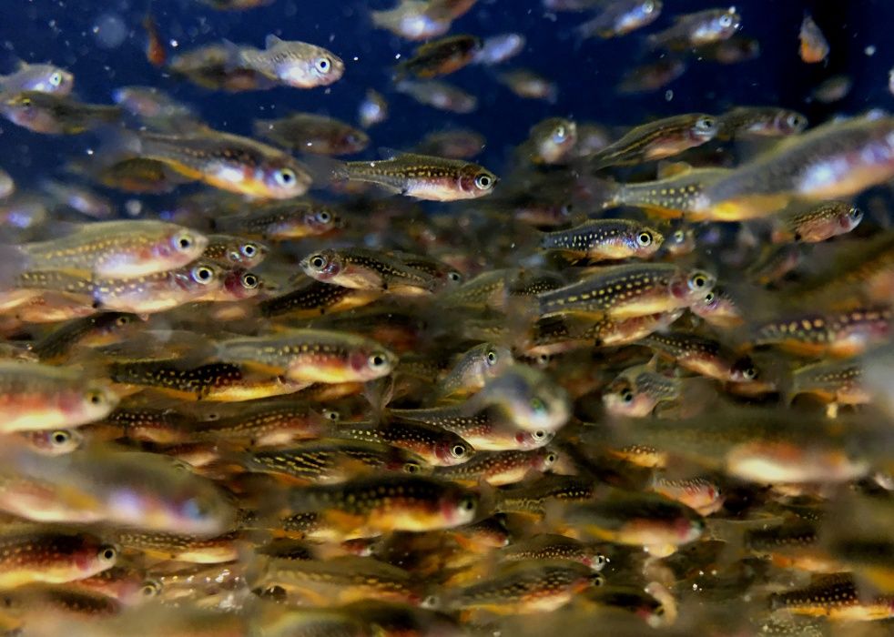 Мікрорасбора Галактика (Microrasbora Galaxy)