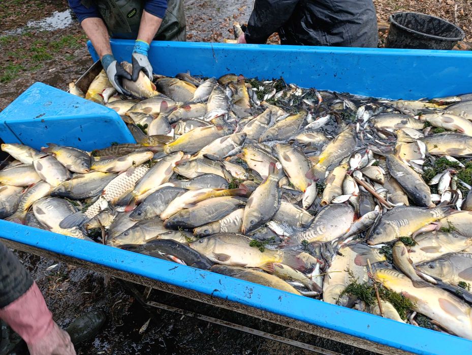 Karp lekka handlówka karpie handlowe