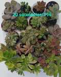 20 suculentas lindas por 19 euros