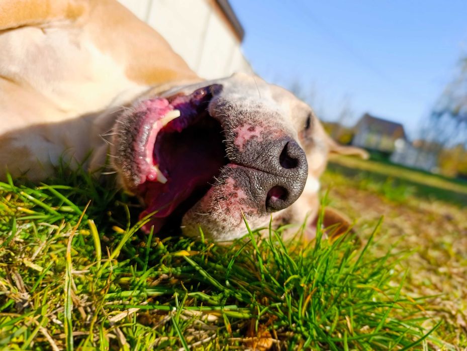 Oddam amstaff / pitbull