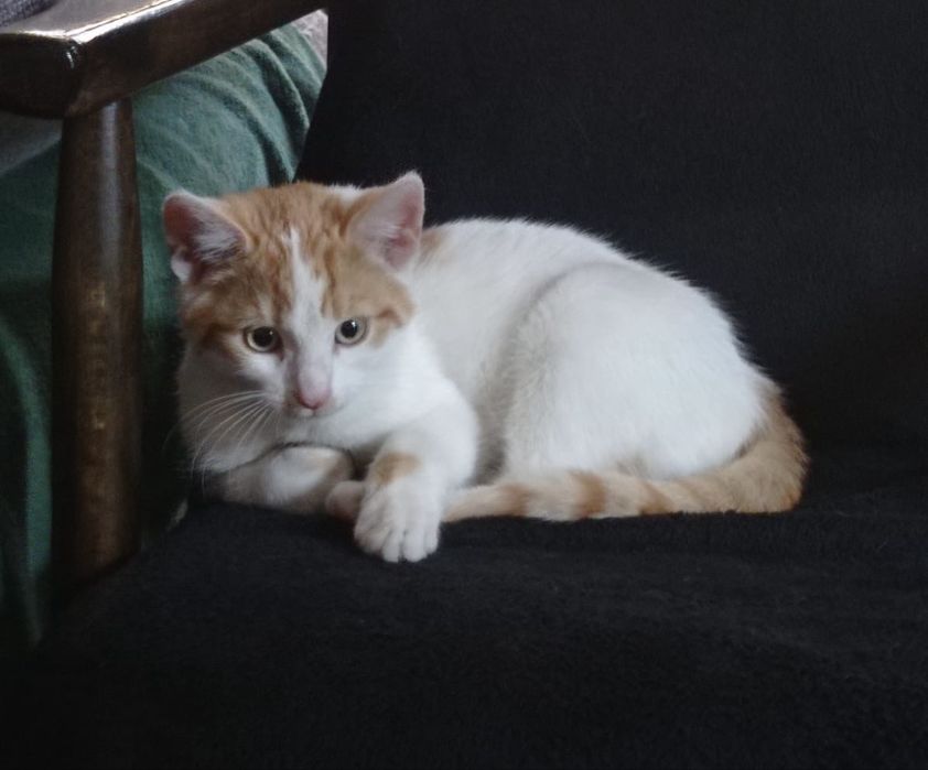 Kotek 6 miesięczny do adopcji