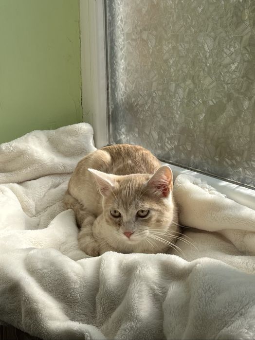 кота в добрі руки рудий кіт