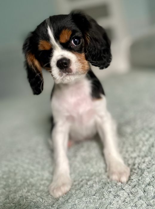 Cavalier king charles spaniel/ samiec