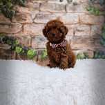 Pudel Toy Red Brown PIESEK-Genetyka