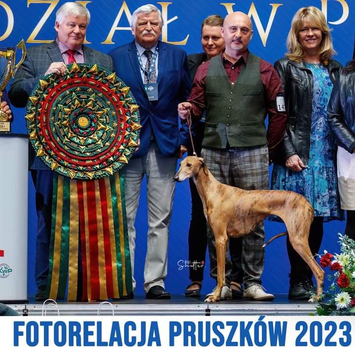 Chart afrykański azawakh chłopiec