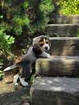 Szczeniaki Beagle