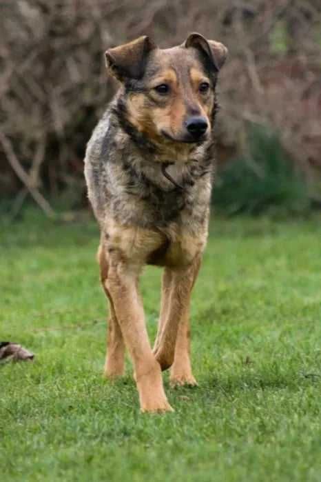 Delikatny chłopak wspaniale dogaduje sie z innymi psiakami Adoptuj