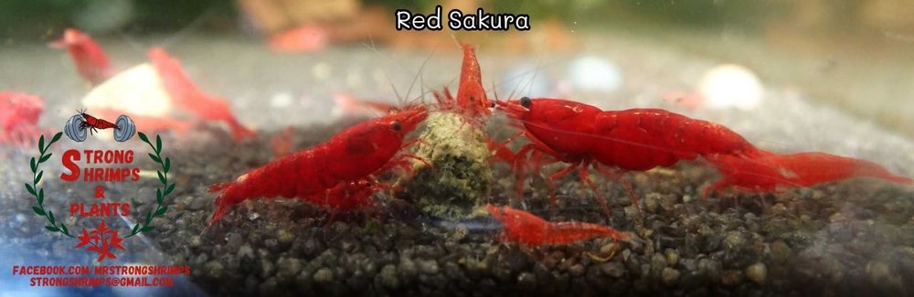 Krewetki Neocaridina Mix kolorów woda kranowa ZAMIANA GRATIS PROMOCJA