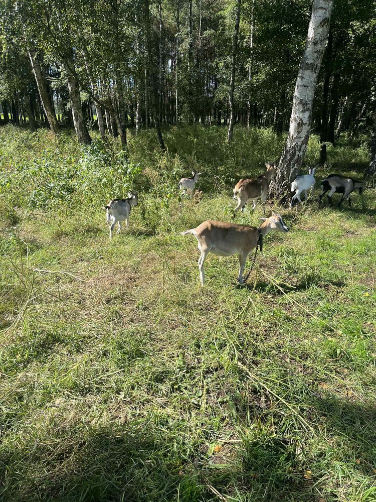 Sprzedam  kozki koziołki