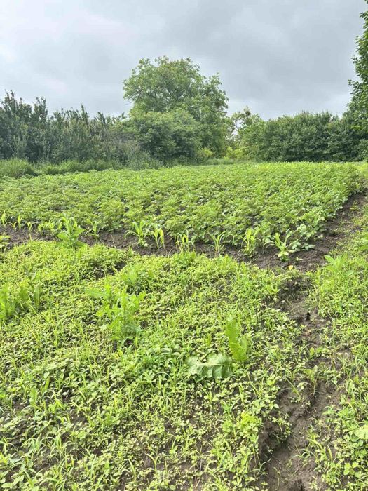 Зімельна ділянка 30 сот. с. Іванковичи під забудову