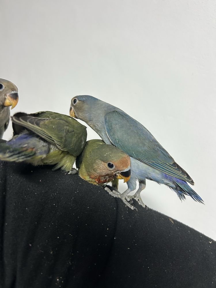 Agapornis criados a mao