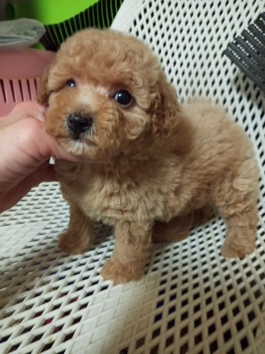 Для душі,рахат- лукумчік!!!