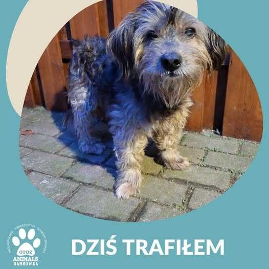 Znaleziono psa - Dąbrówka k. Wejherowa